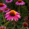 Echinacea (Sonnenhut): Eine Natürliche Wunderpflanze in der Pferdeheilkunde