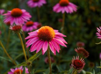 Echinacea (Sonnenhut): Eine Natürliche Wunderpflanze in der Pferdeheilkunde