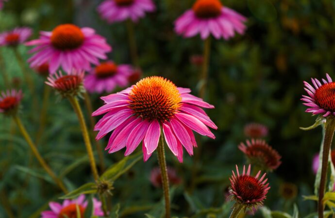 Echinacea (Sonnenhut): Eine Natürliche Wunderpflanze in der Pferdeheilkunde