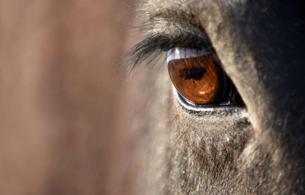 Auge vom Pferd, nahaufnahme