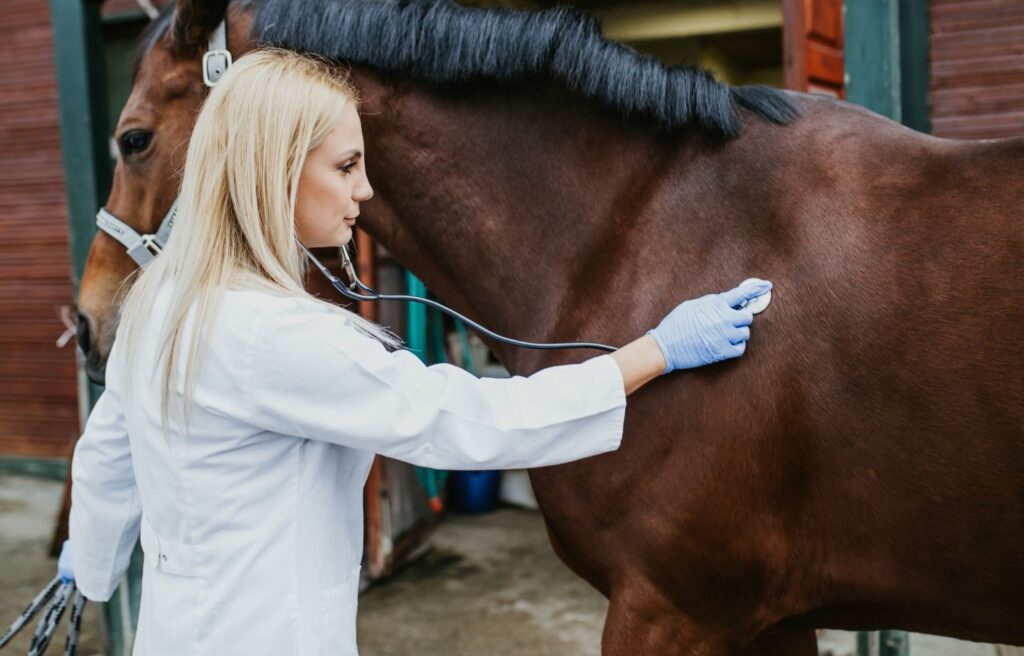 Tierärztin hört mit Stethoskop Pferd ab, betont die Wichtigkeit regelmäßiger gesundheitlicher Checks und einer balancierten Ernährung mit Hagebutten für die Gesamtvitalität des Tiers.