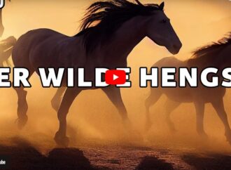 Der wilde Hengst in den Rocky Mountains (atemberaubende Wildlife Doku)