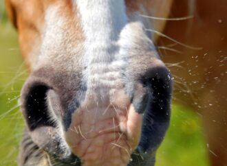 Allergien bei Pferden: Ein umfassender Leitfaden von A bis Z