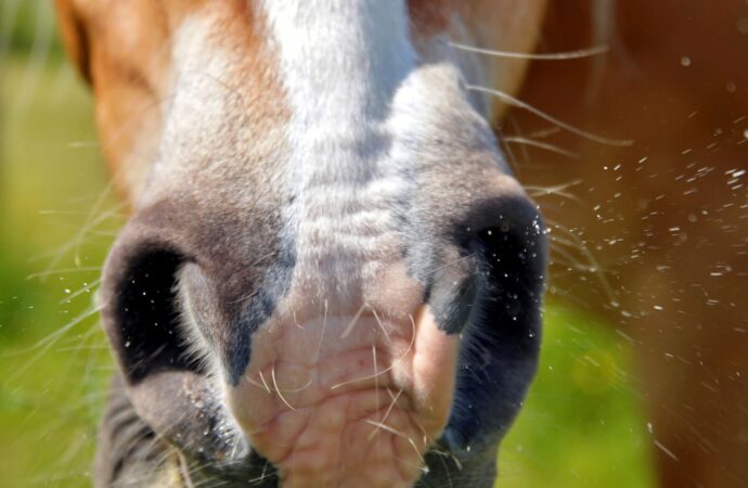 Allergien bei Pferden: Ein umfassender Leitfaden von A bis Z