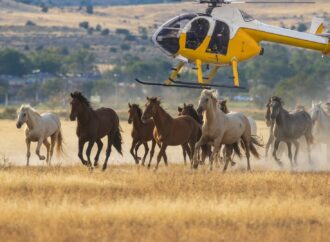 Australiens brutaler Plan: Der letzte Galopp für 16.000 wilde Pferde