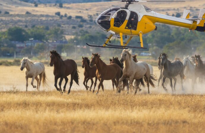 Australiens brutaler Plan: Der letzte Galopp für 16.000 wilde Pferde