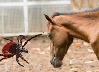 Borreliose beim Pferd: Borrelia burgdorferi