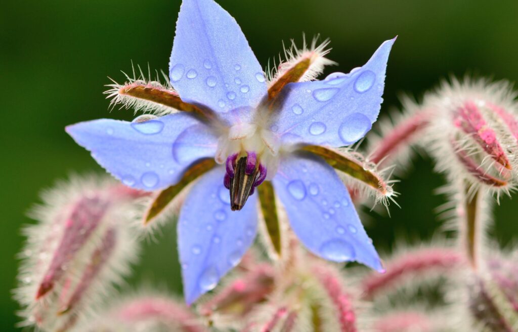 Borretsch Blüte für Pferde, nahaufnahme