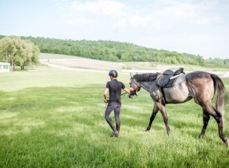 Kolik beim Distanzpferd: Eine Herausforderung für Reiter und Tierärzte