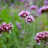 Eisenkraut: Ein kraftvolles Heilmittel aus der Natur für Pferde