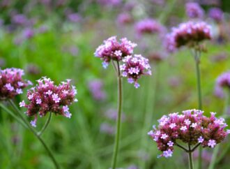 Eisenkraut: Ein kraftvolles Heilmittel aus der Natur für Pferde