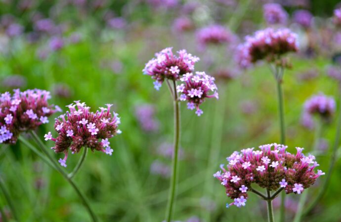 Eisenkraut: Ein kraftvolles Heilmittel aus der Natur für Pferde