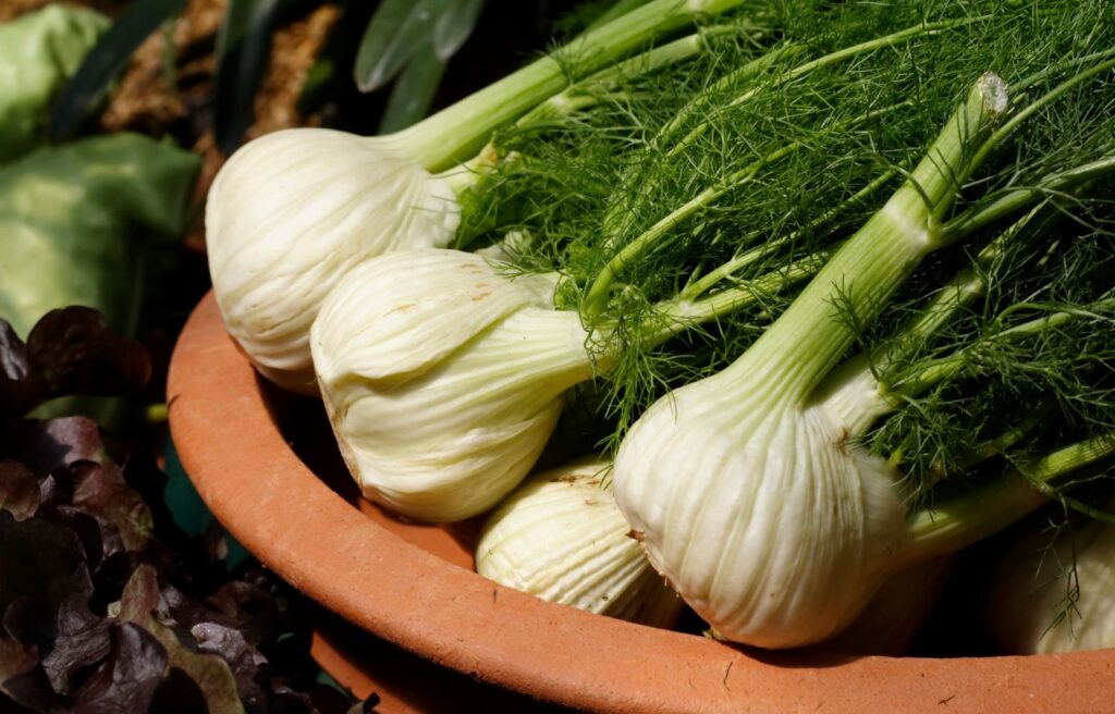 Frischer Fenchel für Pferde in einer rustikalen Tonschüssel, plaziert auf einem Holztisch mit natürlichem Hintergrund.