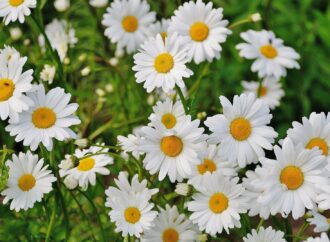 Gänseblümchen für Pferde: Ein natürlicher Weg zur Gesundheitsförderung