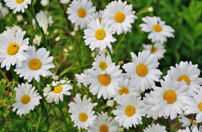 Gänseblümchen für Pferde: Ein natürlicher Weg zur Gesundheitsförderung