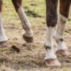 Studie 2023: Insulin-Dysregulation bei Pferden: Ein Schlüssel zur Prävention von Laminitis (Hufrehe)