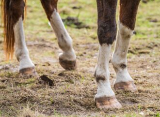 Studie 2023: Insulin-Dysregulation bei Pferden: Ein Schlüssel zur Prävention von Laminitis (Hufrehe)