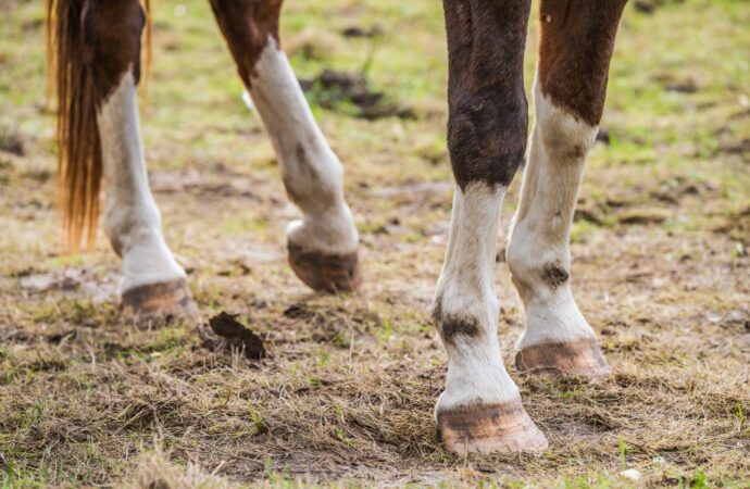 Studie 2023: Insulin-Dysregulation bei Pferden: Ein Schlüssel zur Prävention von Laminitis (Hufrehe)