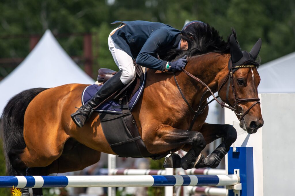 Pferd und Reiter im synchronen Sprung über ein Hindernis, unterstrichen durch die prächtige Muskulatur und das glänzende Fell des Pferdes, gefördert durch eine nährstoffreiche Ernährung mit Hagebutten.