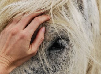 Magengeschwür beim Pferd: Ein umfassender Leitfaden