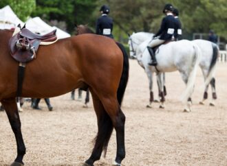 Studie: Voreingenommenheit und systematische Fehler bei der Bewertung von Elite-Pferd-Reiter-Kombinationen in Dressurwettbewerben