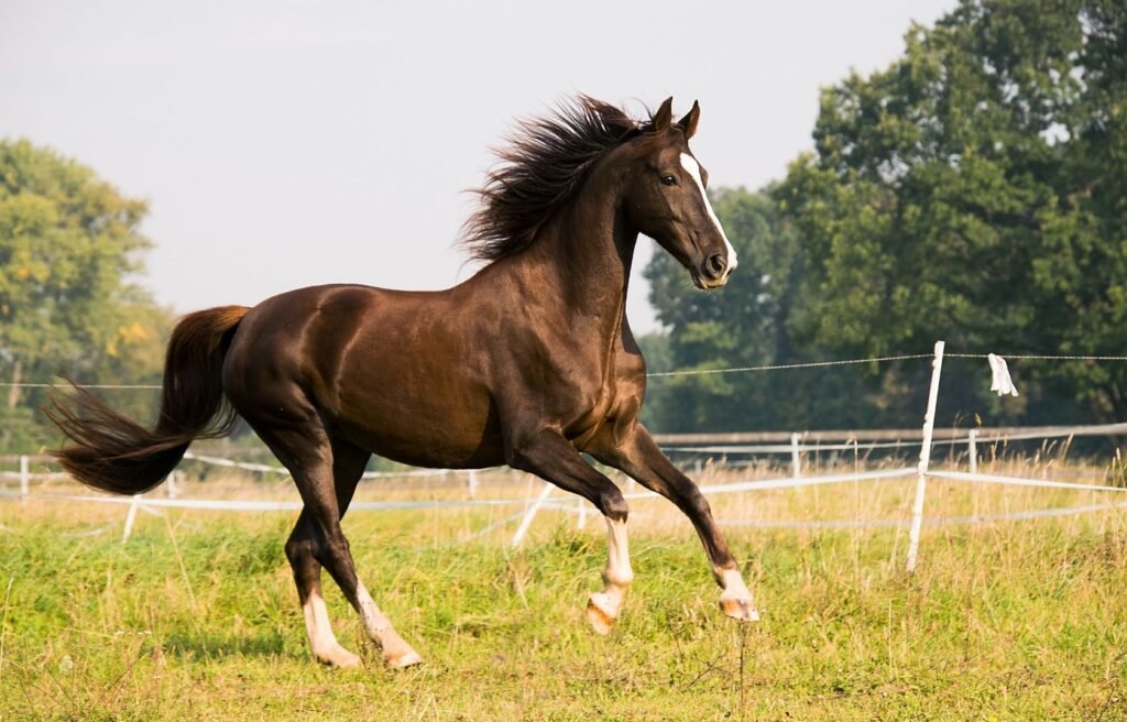 Pferd auf der Weide
