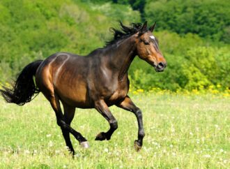 Studie – Wie viel Platz braucht ein Pferd im Freien?