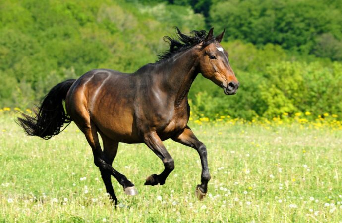 Studie – Wie viel Platz braucht ein Pferd im Freien?