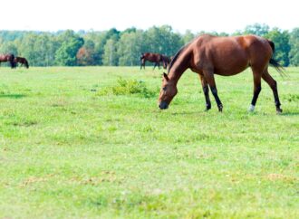 Die Bedeutung der Ernährung bei der Bewältigung von Hufrehe bei Pferden