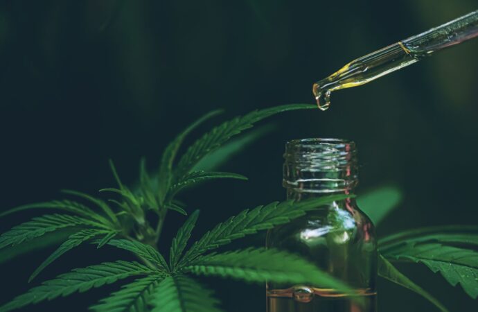 Von Arthrose bis Angst: CBD-Öl für Pferde als Therapie