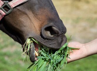 Futterball im Magen bei Pferden: Anzeichen, Diagnose und Behandlung