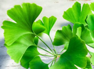 Von Kopf bis Huf: So unterstützt Ginkgo Biloba die Gesundheit Ihres Pferdes