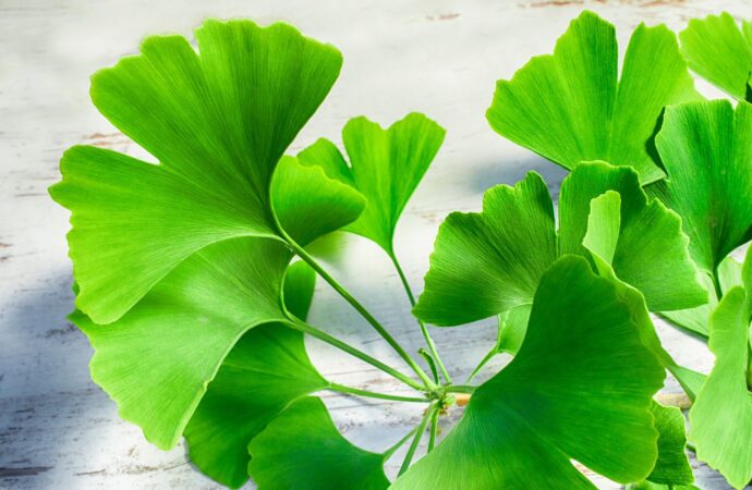 Von Kopf bis Huf: So unterstützt Ginkgo Biloba die Gesundheit Ihres Pferdes