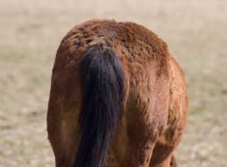 Cushing-Syndrom bei Pferden (PPID)