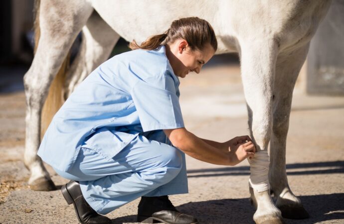 Arthrose beim Pferd: Ein umfassender Leitfaden für die Prävention und Behandlung