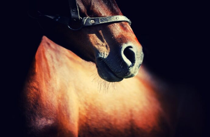 Equines Asthma