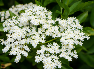 Holunderblüten für Pferde – Der Gesundheitsboost