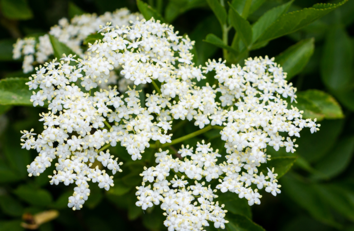 Holunderblüten für Pferde – Der Gesundheitsboost