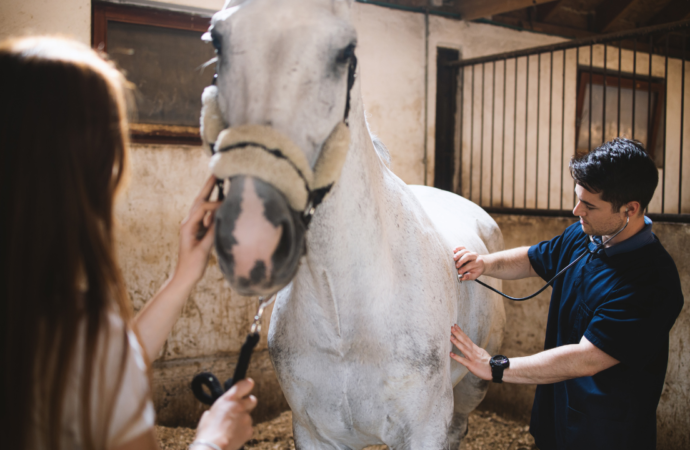 Milzerkrankungen beim Pferd: Ein umfassender Leitfaden