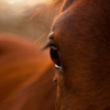 Periodische Augenentzündung – Equine rezidivierende Uveitis (ERU) – Mondblindheit