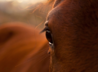 Periodische Augenentzündung – Equine rezidivierende Uveitis (ERU) – Mondblindheit