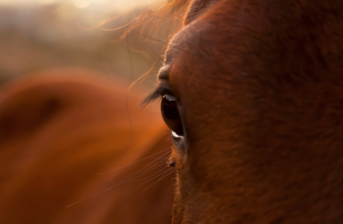 Periodische Augenentzündung – Equine rezidivierende Uveitis (ERU) – Mondblindheit