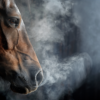 Multinoduläre pulmonale Fibrose (MPF) – chronisch, progressive Lungenerkrankung bei Pferden