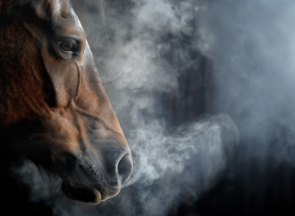 Multinoduläre pulmonale Fibrose (MPF) – chronisch, progressive Lungenerkrankung bei Pferden
