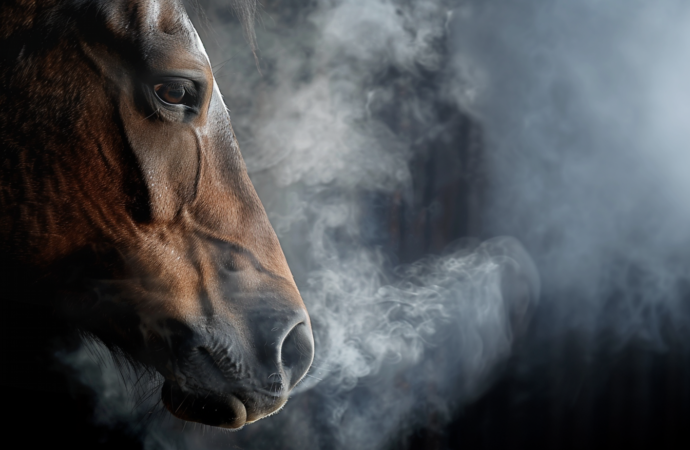 Multinoduläre pulmonale Fibrose (MPF) – chronisch, progressive Lungenerkrankung bei Pferden