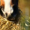 Proteinmangel durch bedampftes Heu: Vor- und Nachteile in der Pferdefütterung