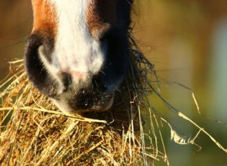 Proteinmangel durch bedampftes Heu: Vor- und Nachteile in der Pferdefütterung