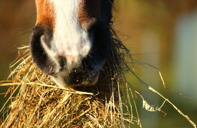 Proteinmangel durch bedampftes Heu: Vor- und Nachteile in der Pferdefütterung