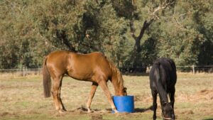 Ernährung für Pferde mit Stoffwechselerkrankungen: PSSM, EMS und Cushing