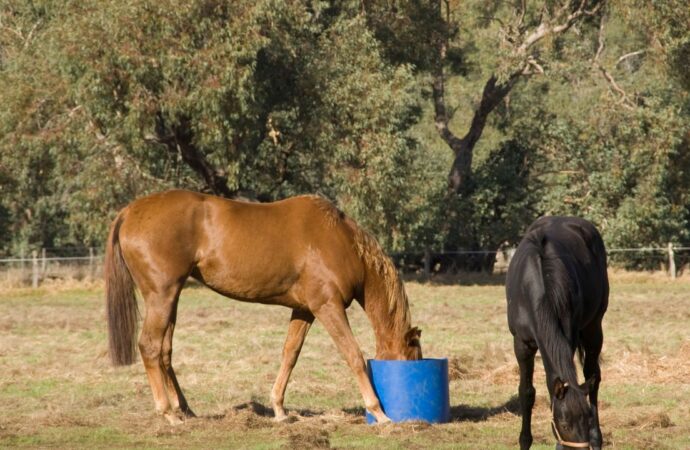 Ernährung für Pferde mit Stoffwechselerkrankungen: PSSM, EMS und Cushing